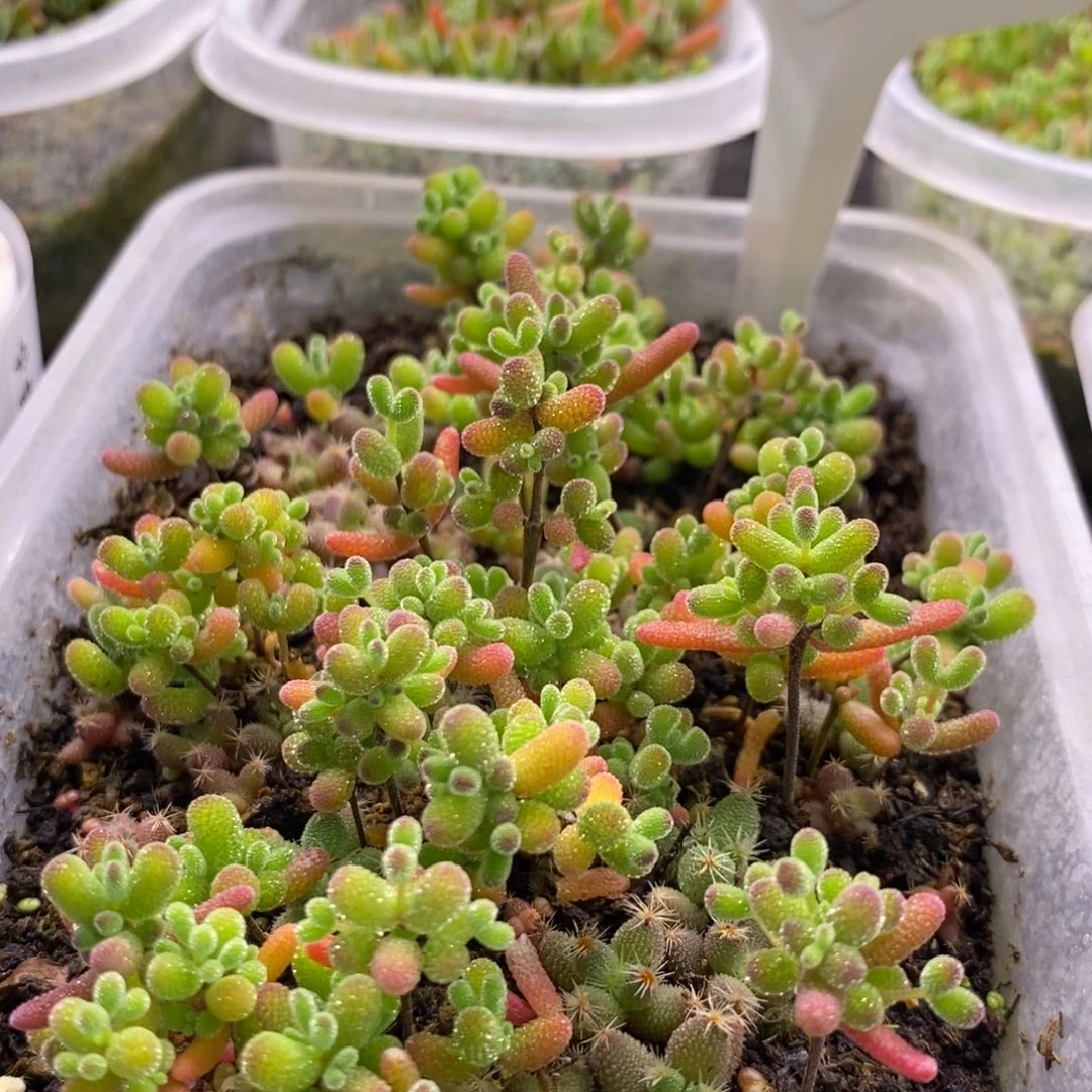 哟*827混合小苗。