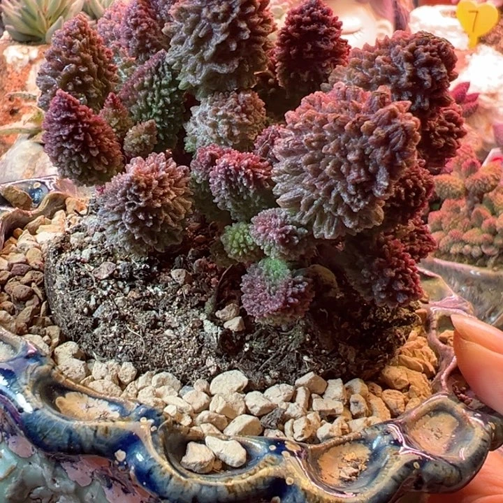 周*珍可以说是我的最大