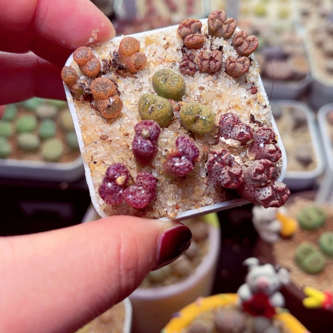 248号带盆盆包邮发货