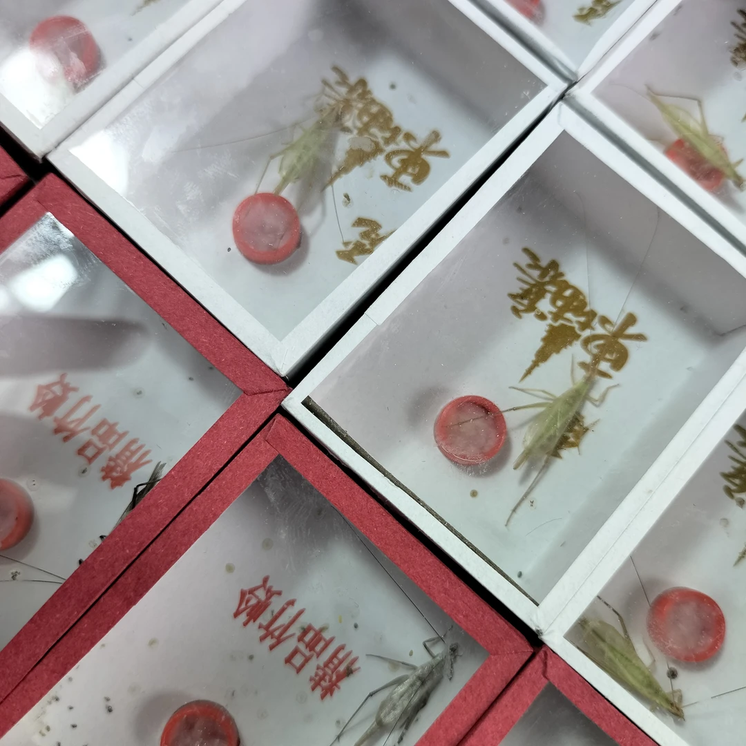 四火虫艺 精品竹蛉3只