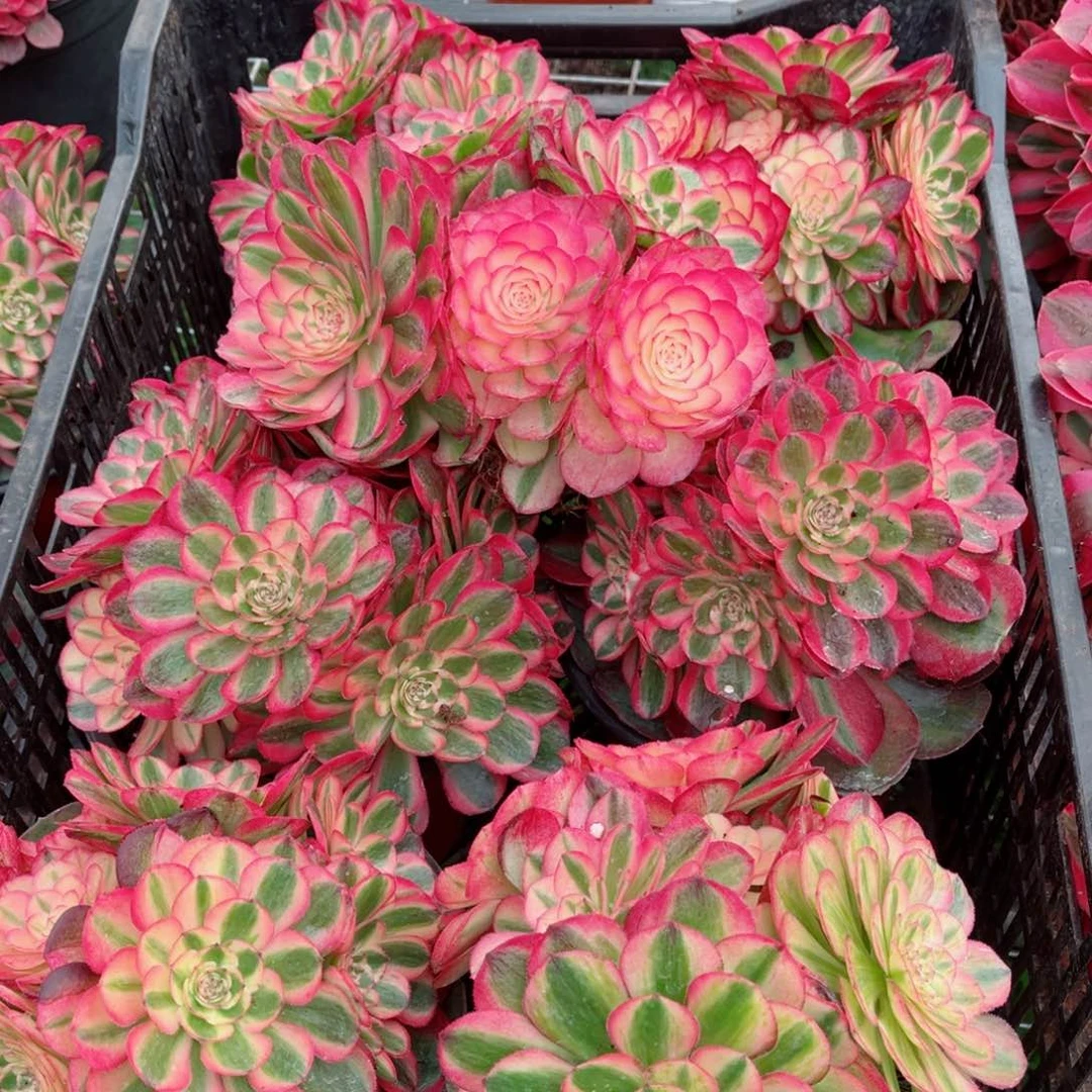 大号荔枝量拍多肉法师111