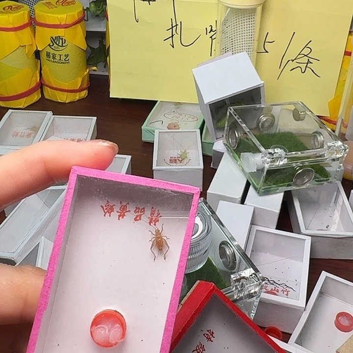 耳***行蟋蟀一条中黄。