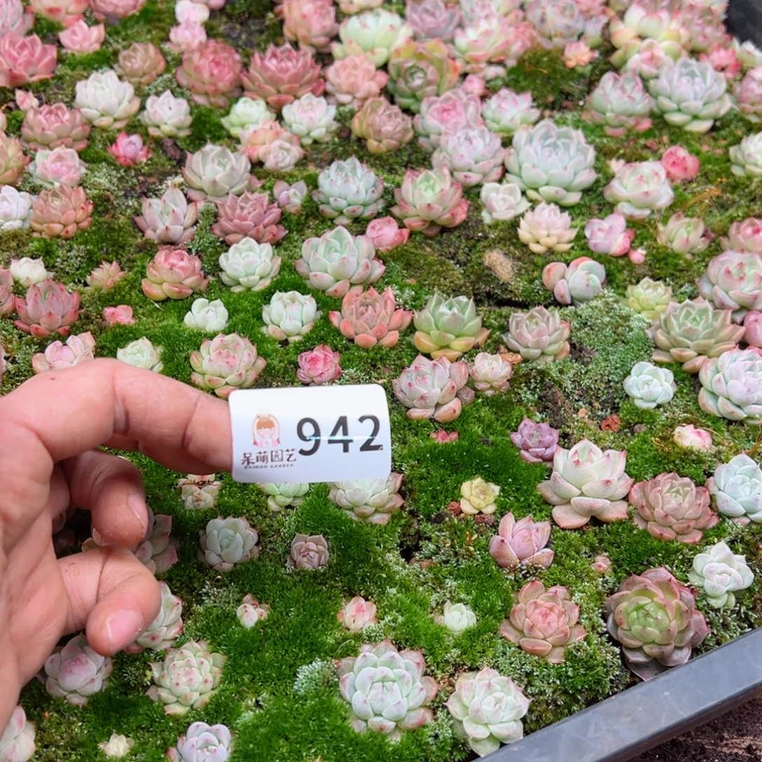 晓*沉多肉植物多肉植物
