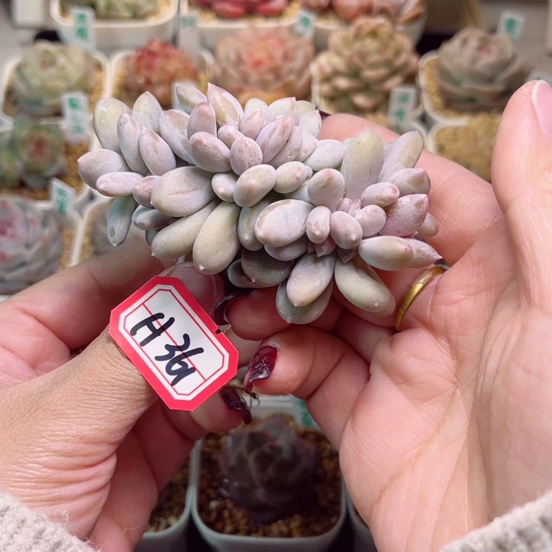 H361一物一拍 鸡蛋美人缀