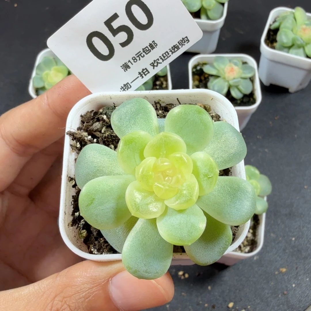 无尽灯单头一物一拍050