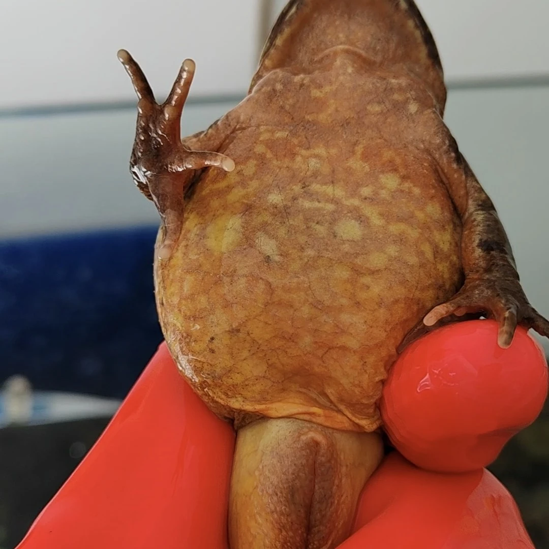 东北大母豹(买母送公)