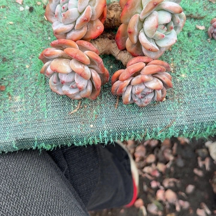 2颗双头星影大长腿精品包邮