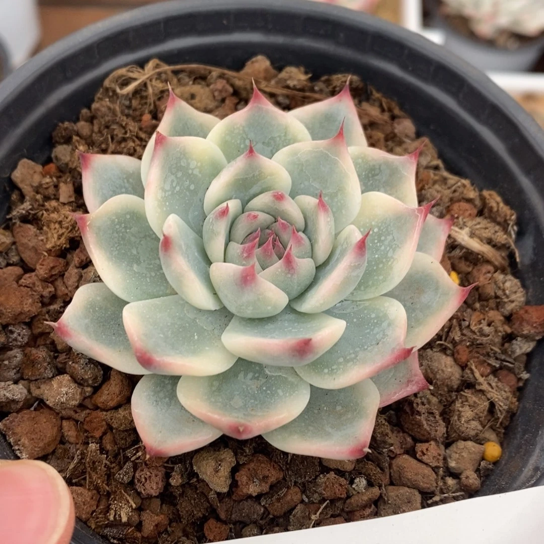 吉娃娃锦多肉植物601号