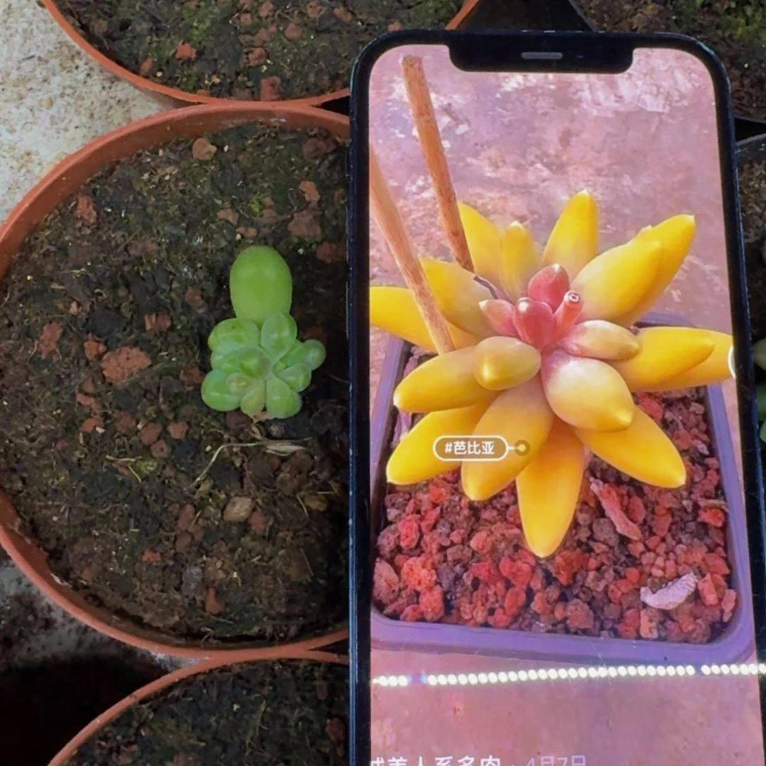 芭比亚 叶插 一物一拍