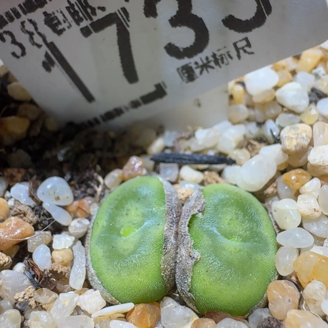 卷****Ssss精品生石花1733