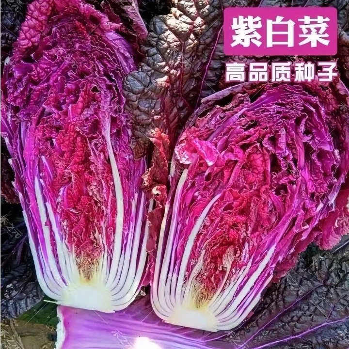 紫玉紫白菜种子 白菜千宝菜秋冬季稀有特色高产清香四季蔬菜子