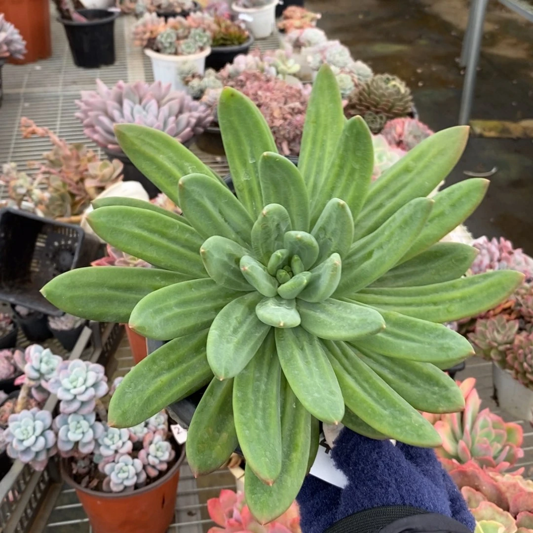 4879海洋之歌一物一拍