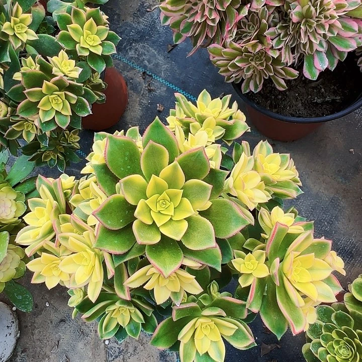 艳日辉老桩25厘米