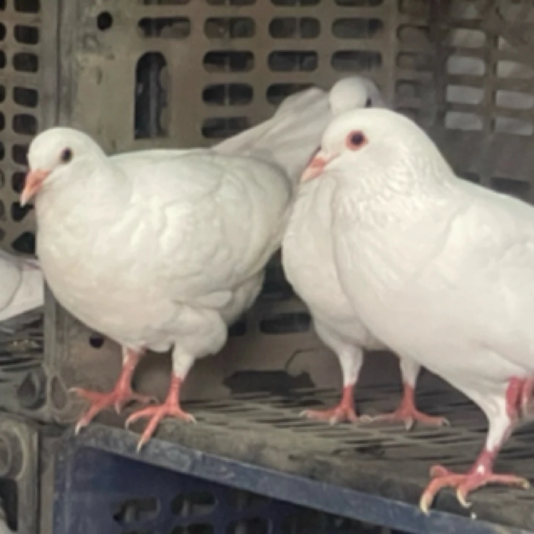 安徽明凯鸽业6只（活体）