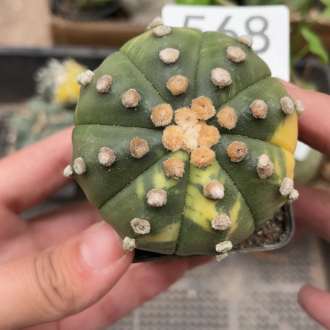 568兜锦仙人球植物