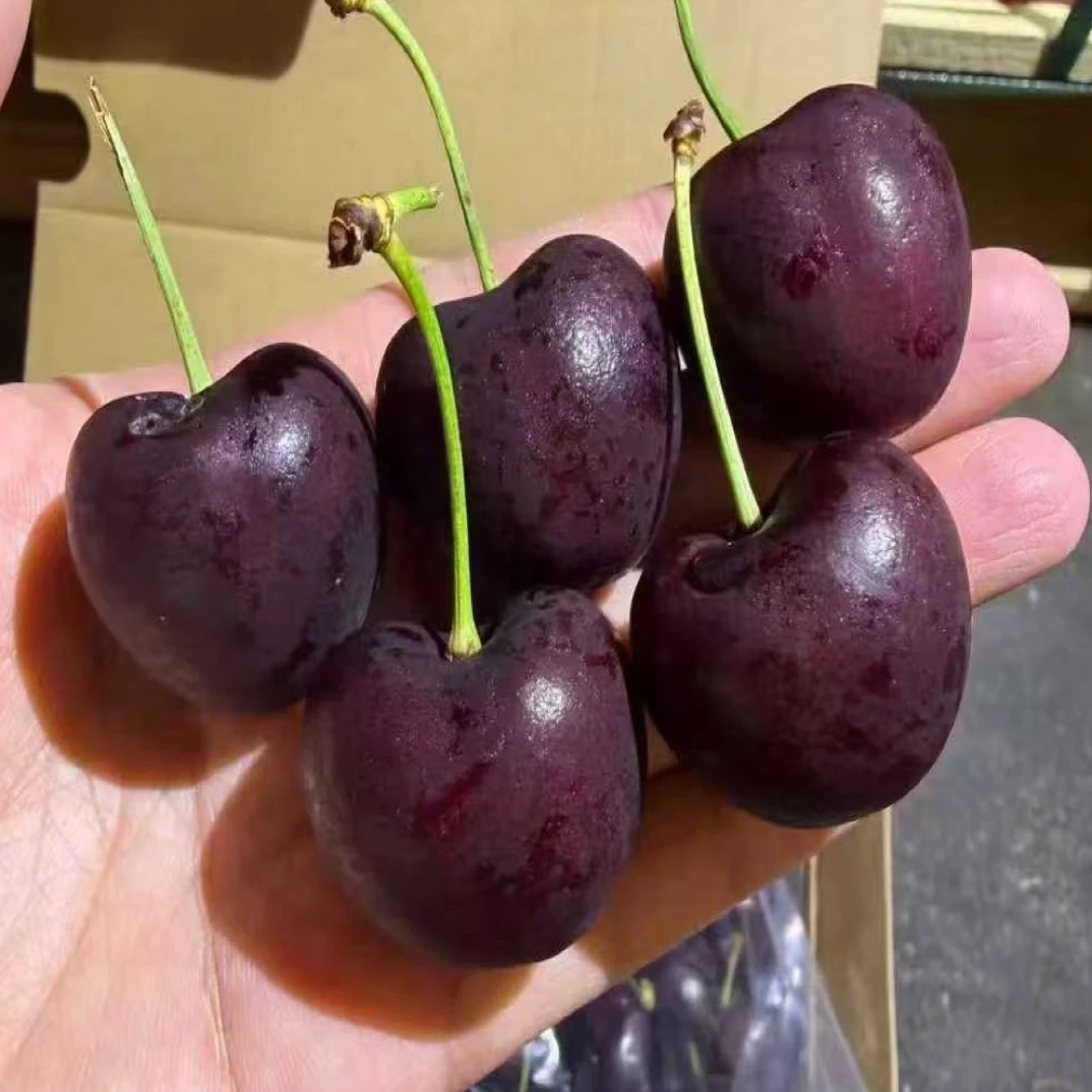 智利进口海运车厘子4J规格5斤重量1箱礼盒装智利