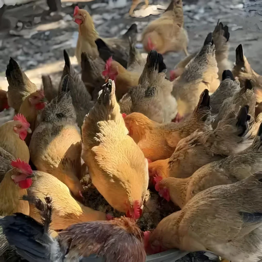 麻羽（宠物鸡）十只  包邮