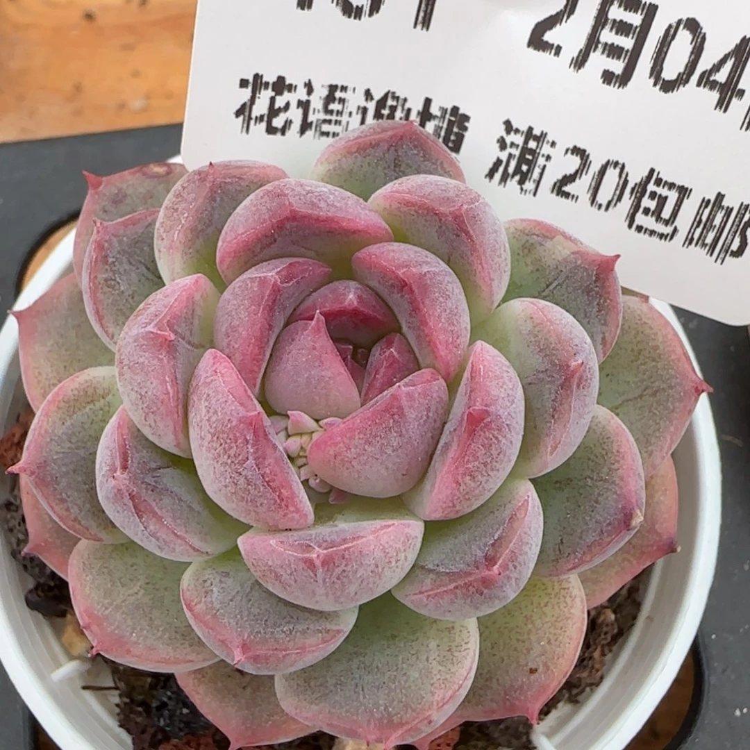 花语逸镜0204-481