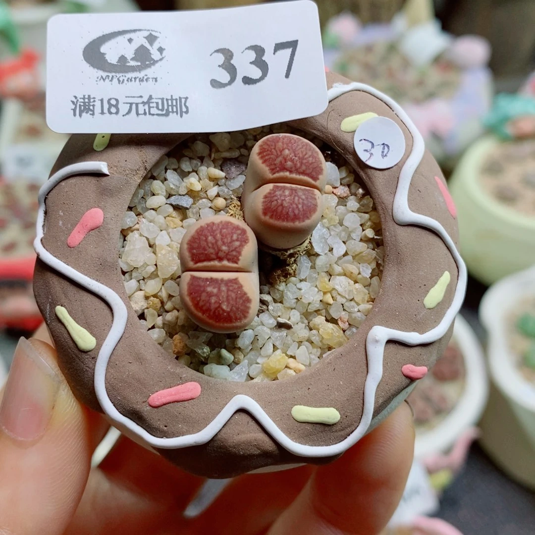 生石花花花花花花花337