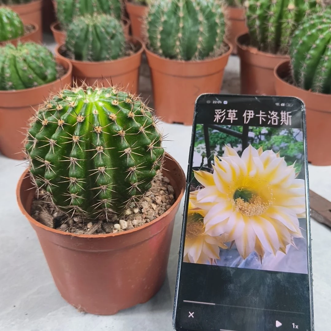 伊卡洛斯带盆发7cm