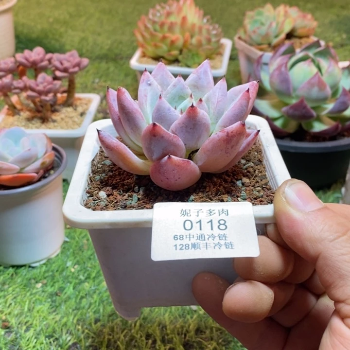 0118啊啊啊啊啊啊啊啊啊
