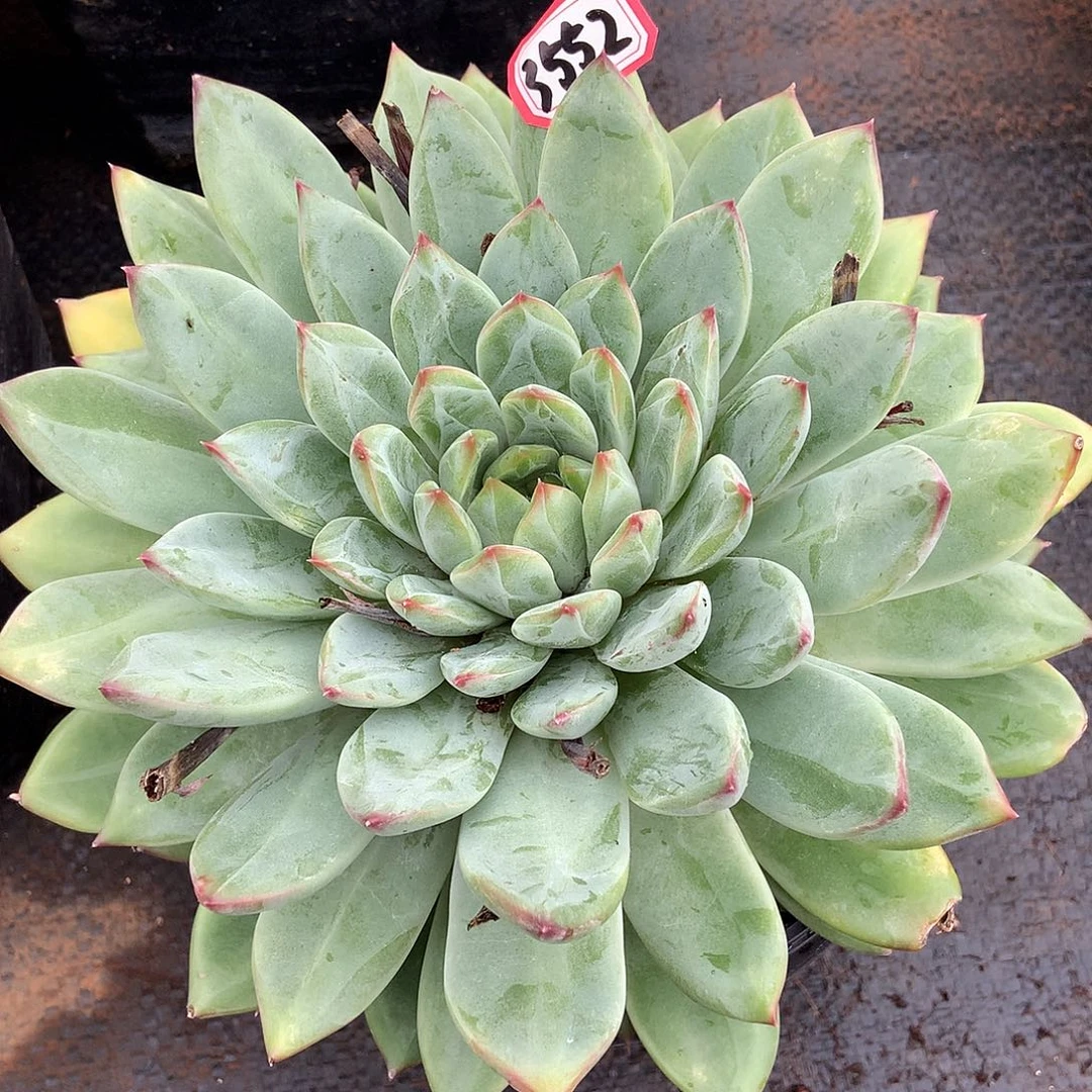 陨石3552晓晓一物一拍