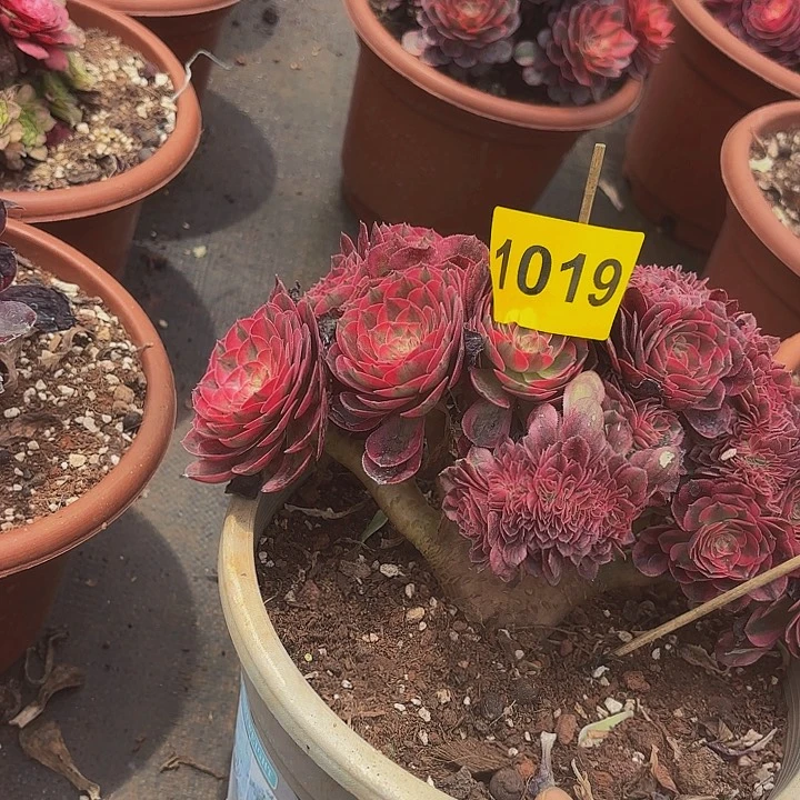 多肉植物荔枝缀1019