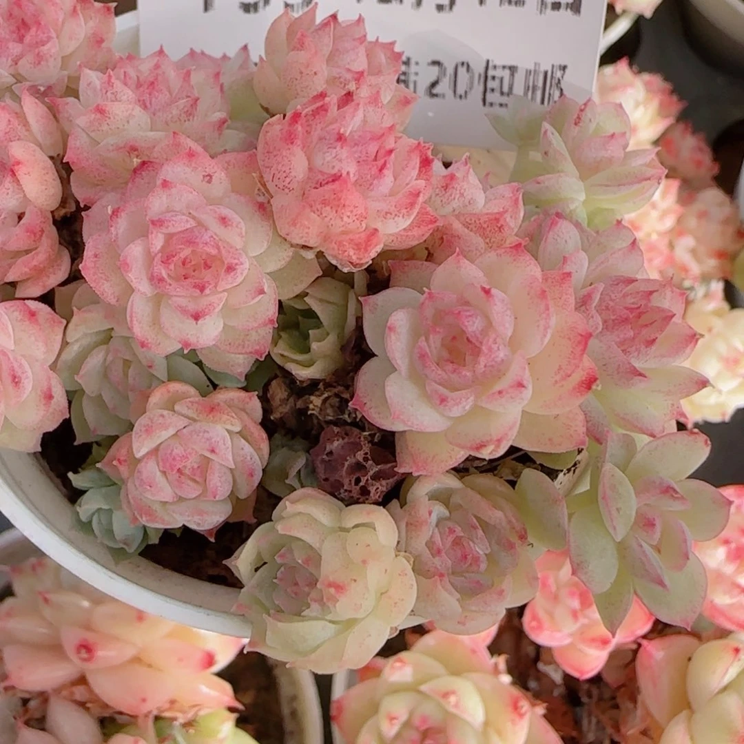 夏***甜花语多肉1212-139散