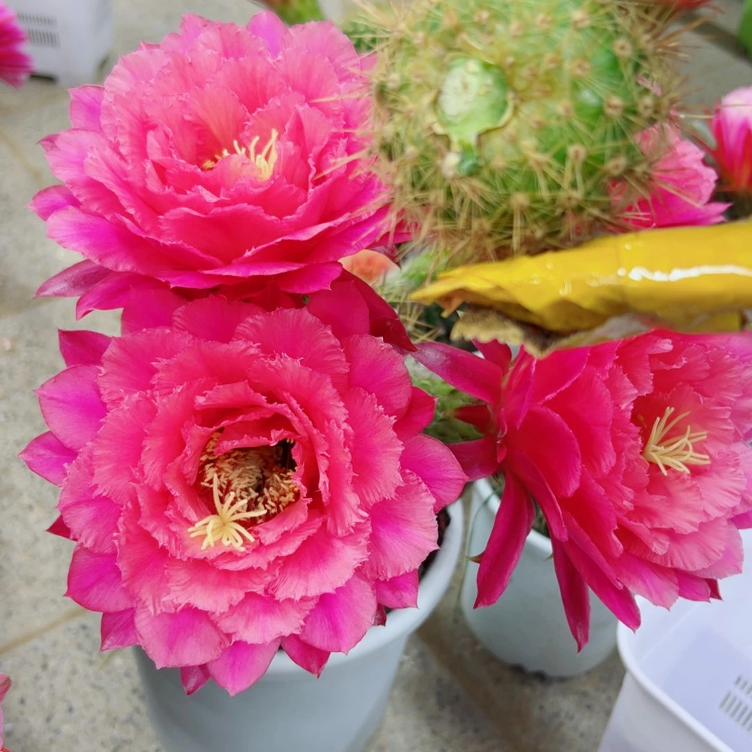 下12毛牛牛歪无根侧芽5公分左右20包邮