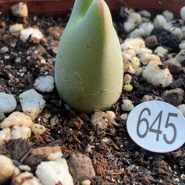 645干11111111111111