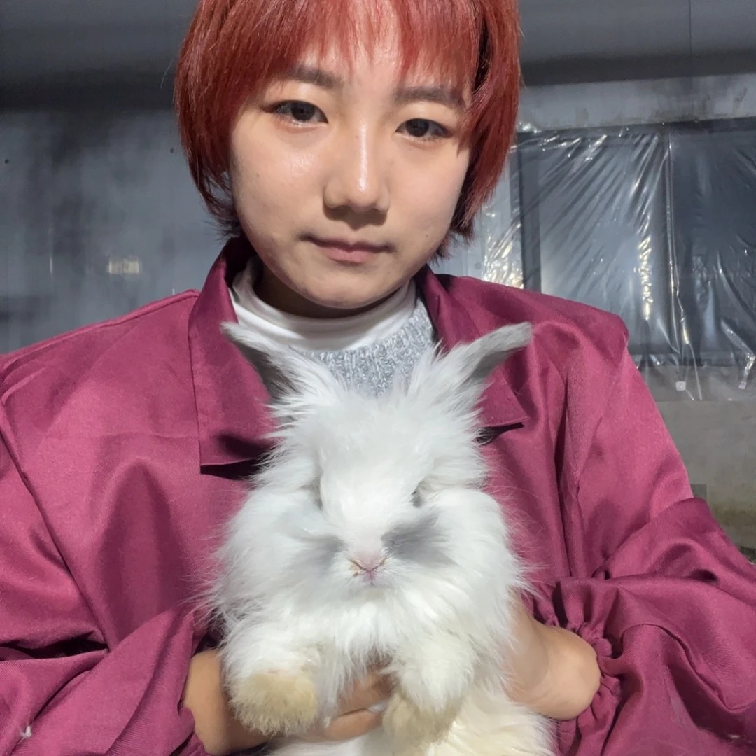英系安哥拉宠物兔子