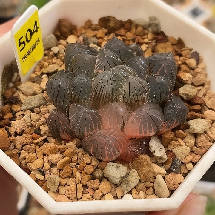 504紫镜玉露锦一物一拍
