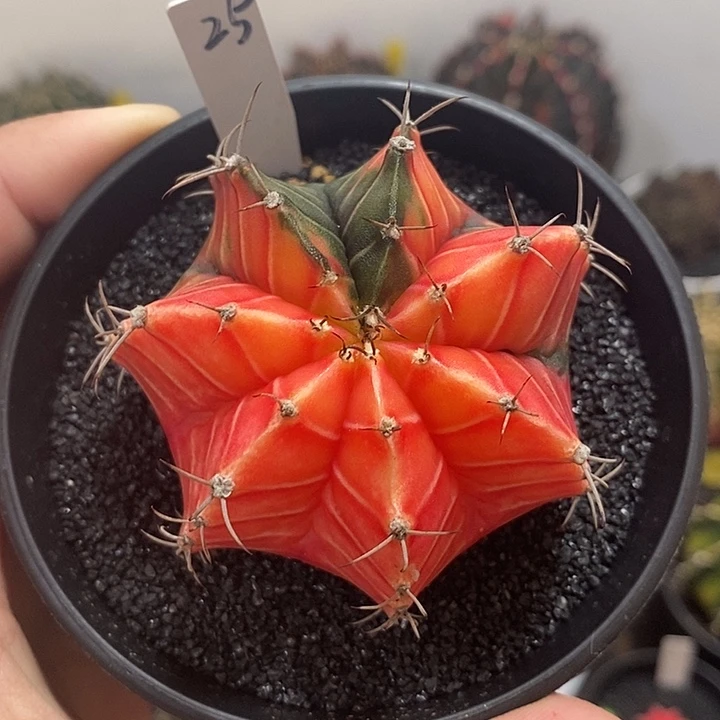 泰系全品米哈—带盆土发货13