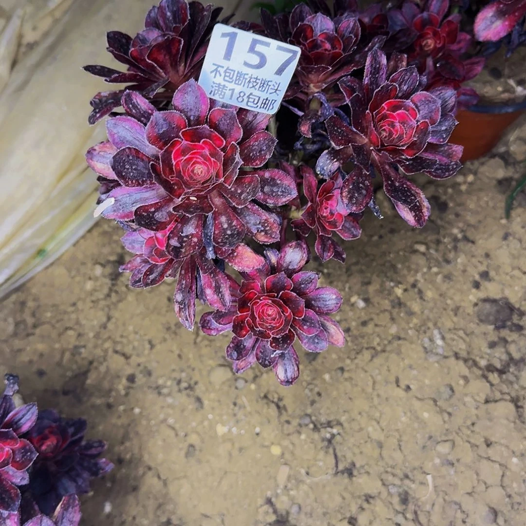 157 香奈儿多肉植物