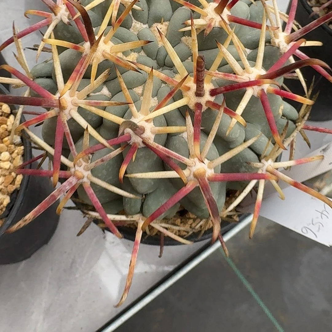 王***二直播间，王小二哥哥，专拍，