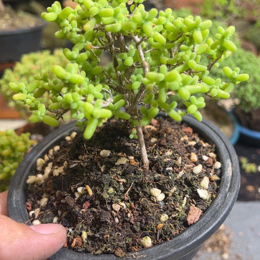 金桔糖球120盆老桩福利