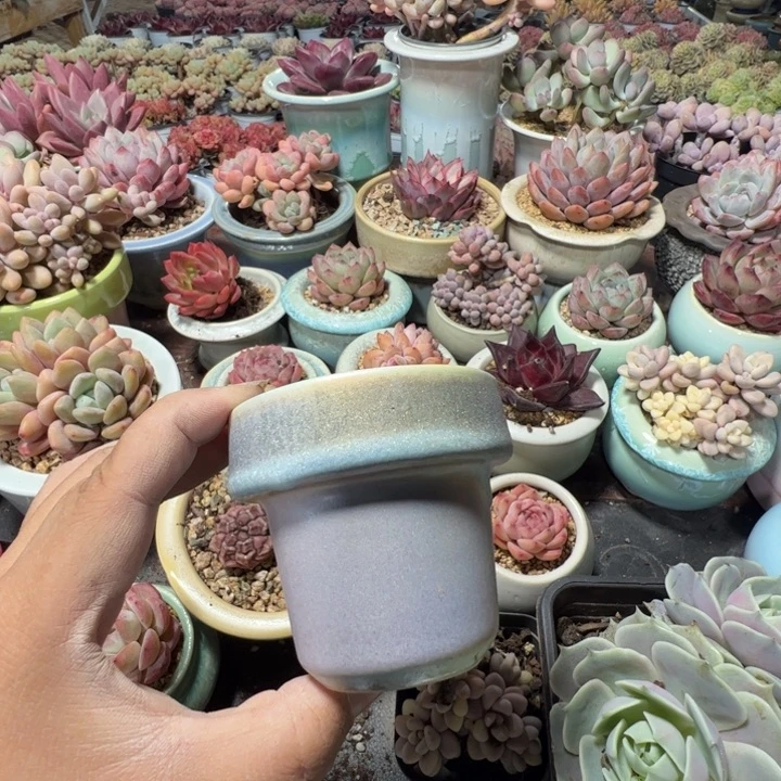 特价花盆 满50发货 内口6.5