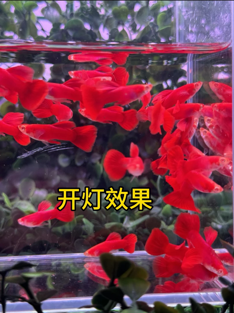 『大背血红』凤尾耐养好养纯种易繁殖观赏鱼苗小鱼易活淡水