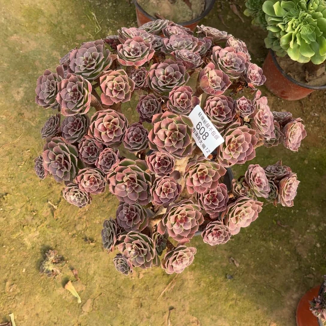 608荷兰圆叶玫瑰丛林特价多肉植物