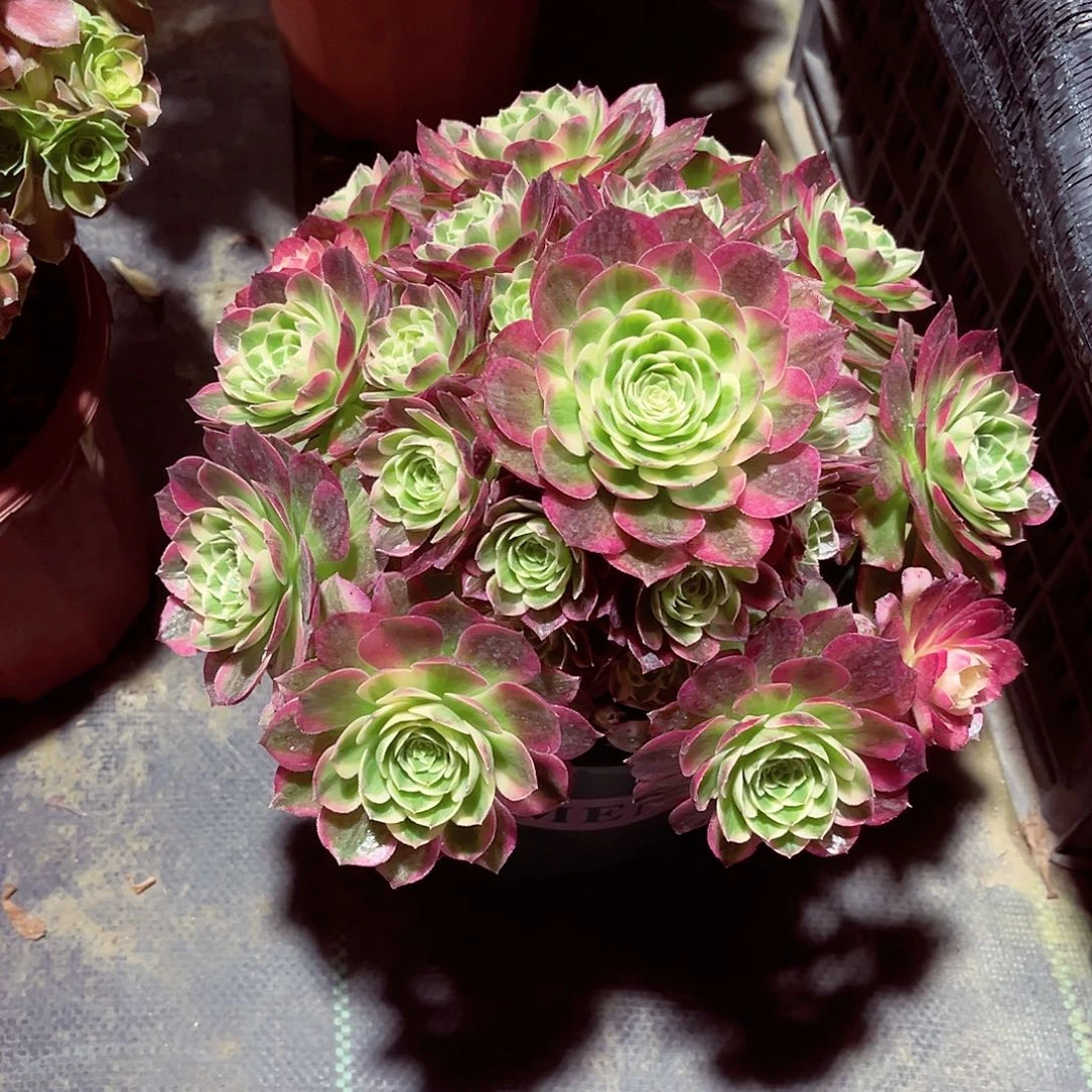 法师多肉漂亮漂亮