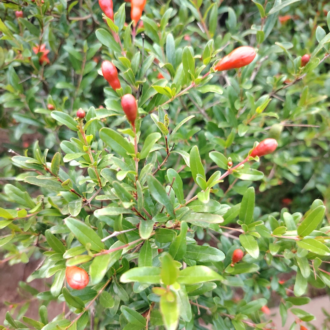 花石榴盆栽树苗石榴树带花带果带盆发货适合阳台庭院种植
