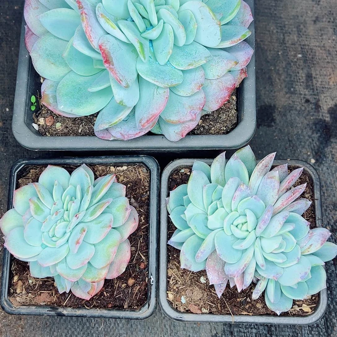 蓝***8三颗凤橙缀，一物一拍