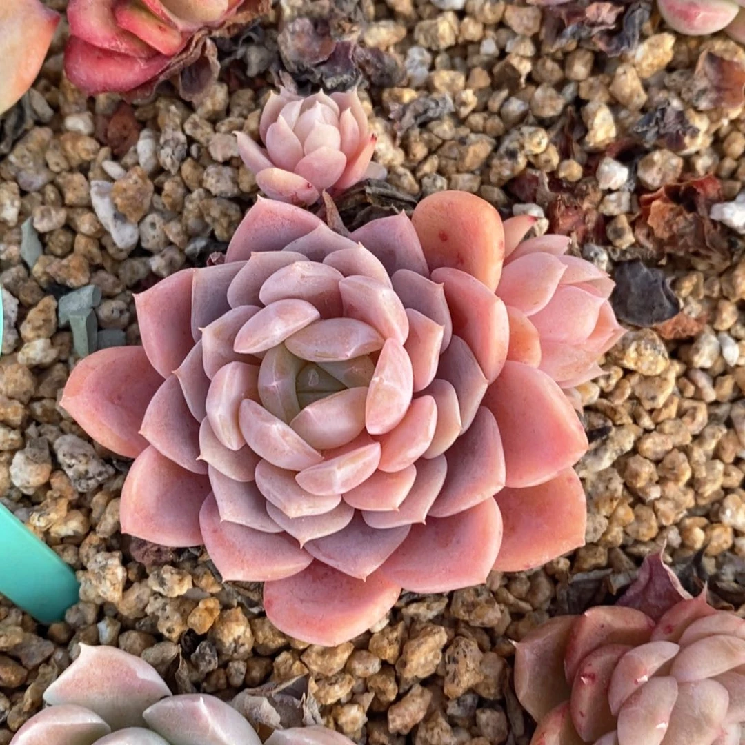 精品多肉一物一拍不包整138