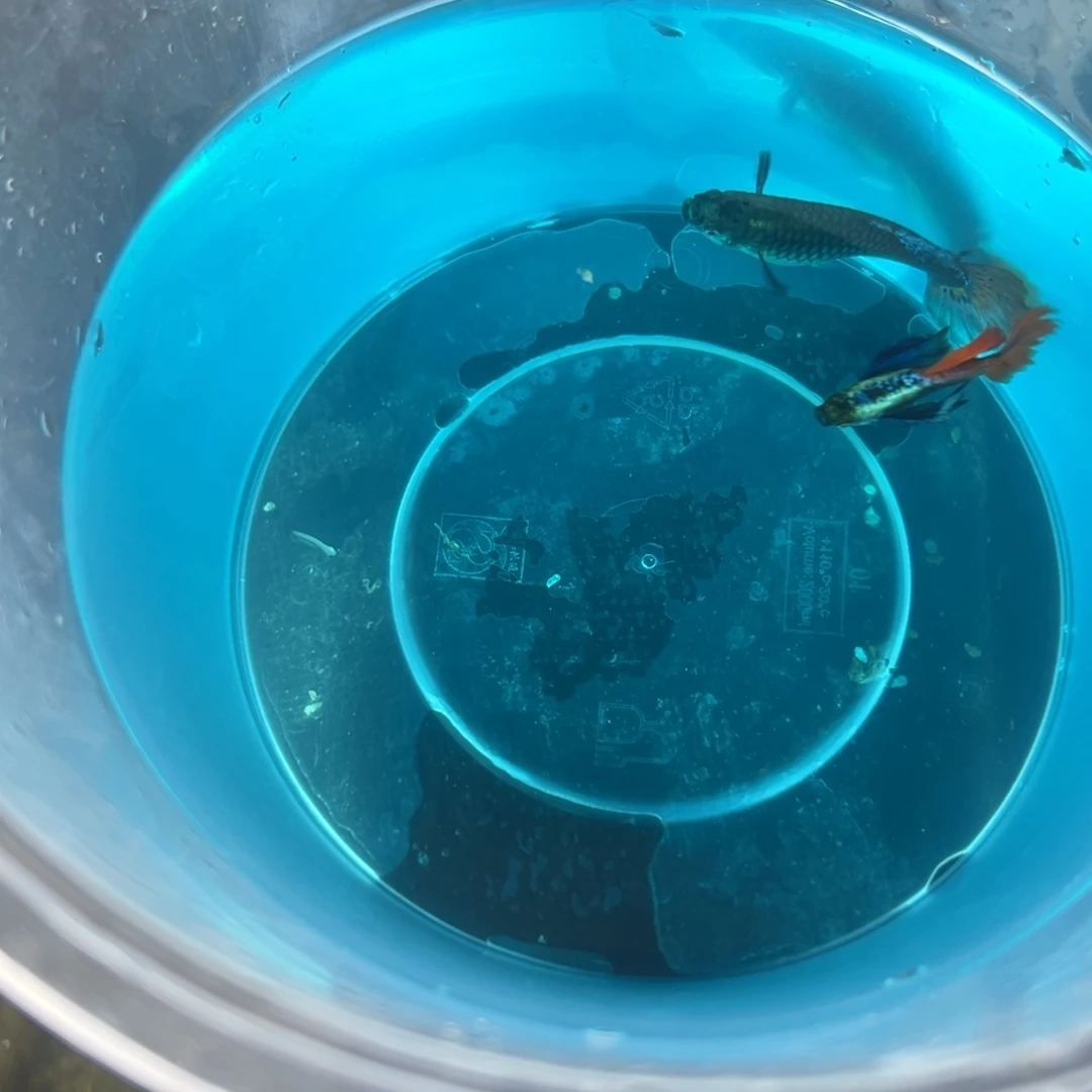 海水精品白金一对山东