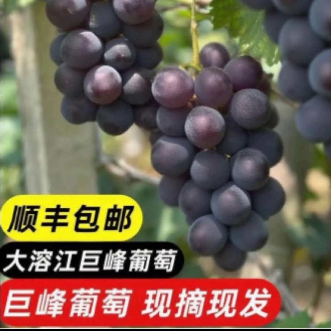 桂林兴安溶江错峰自然果巨峰葡萄果园直发顺丰包邮