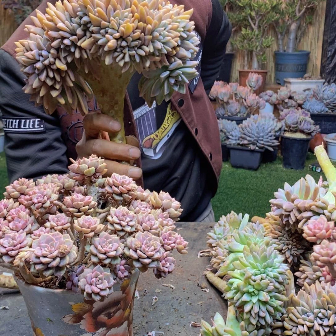 小*?A46号淡雪缀多肉