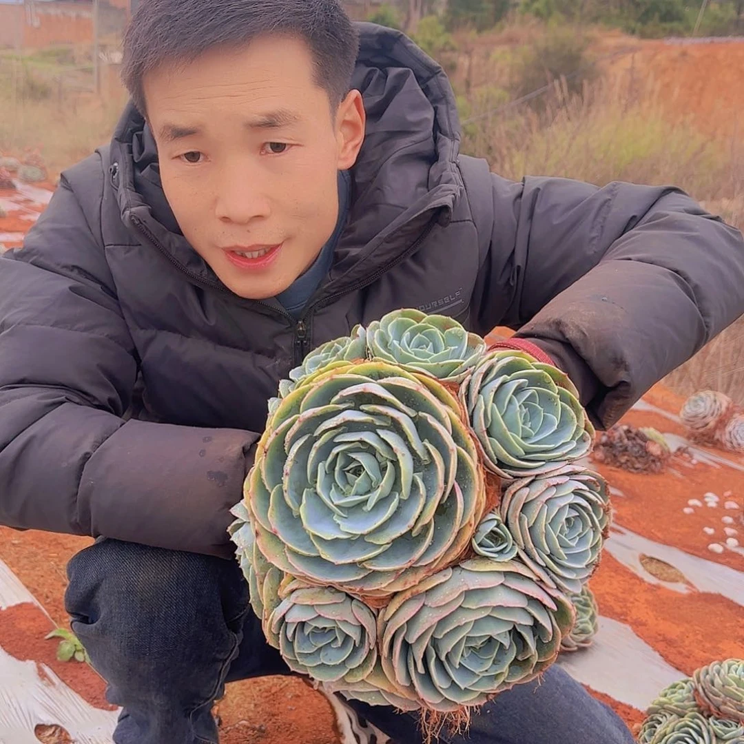 地栽玉碟多肉1颗
