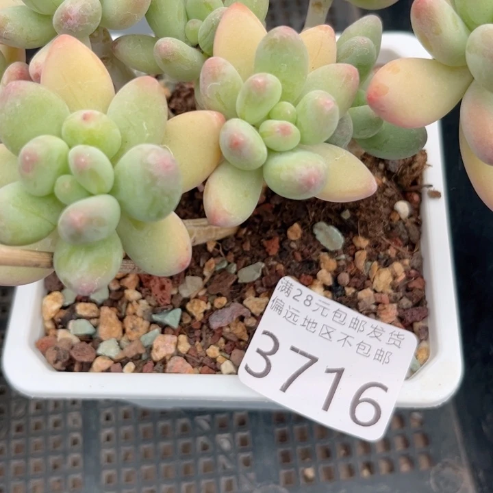 桃***桃大3716hhhjjjjjjjjj