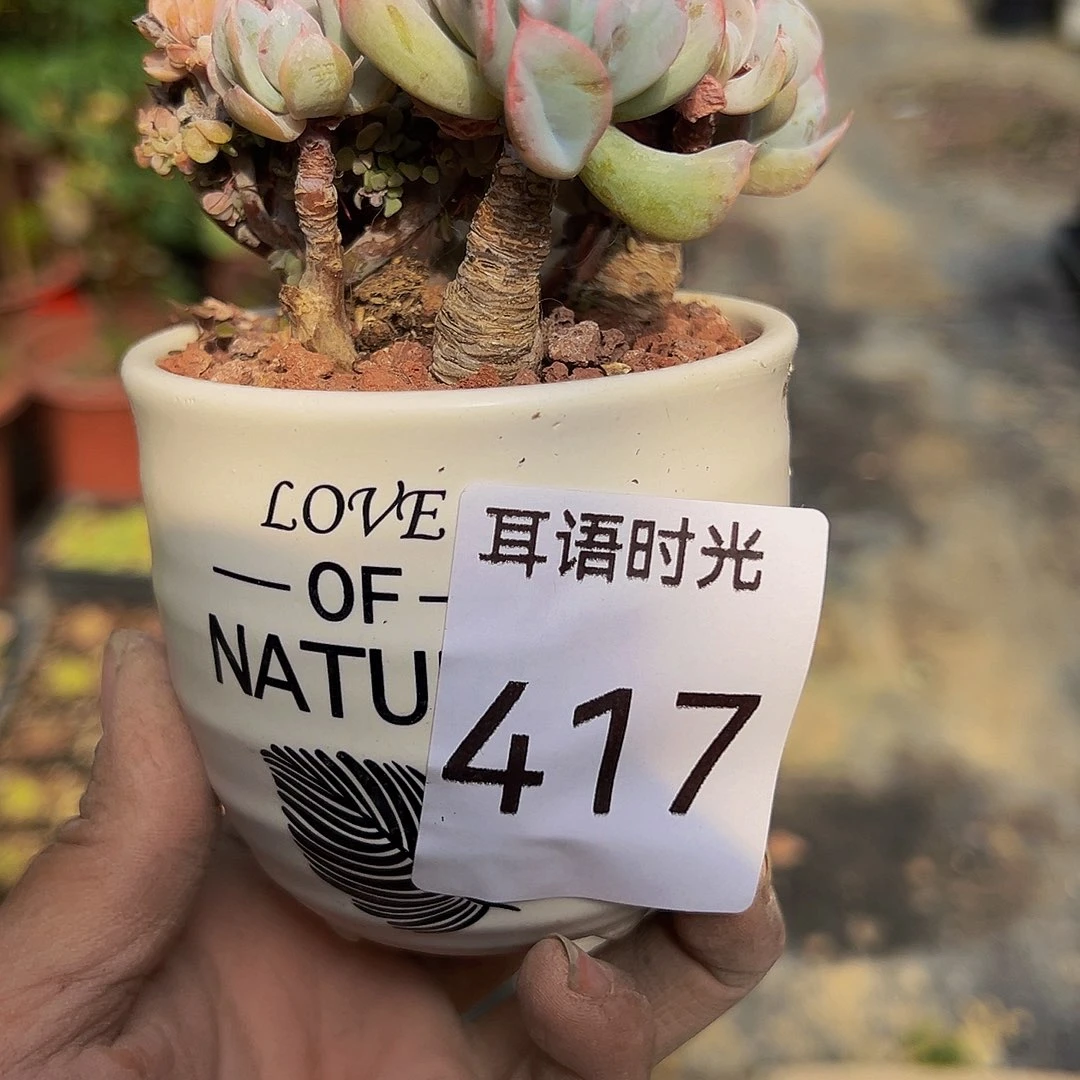 417，连花带盆带土发货