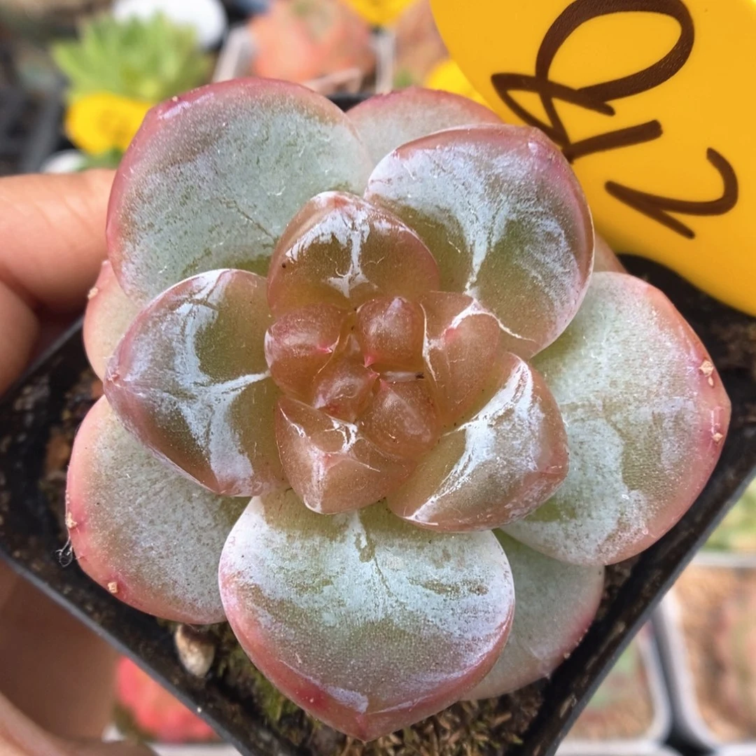 橘心珍妮可拍812号。